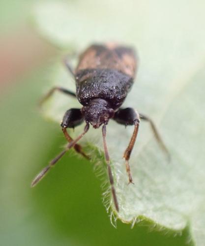 Megalonotus emarginatus